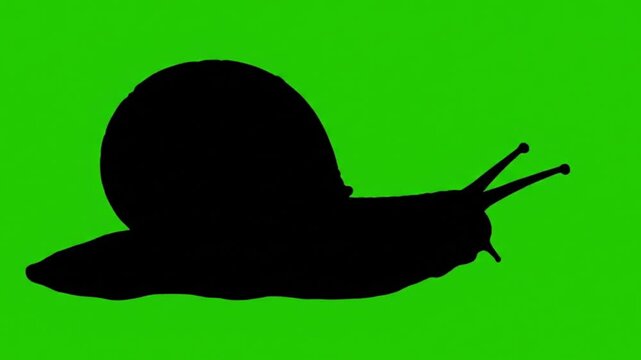 snail silhouette video green screen