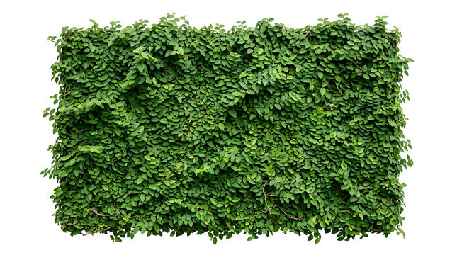 Wall of green creeping fig leaves forming natural texture, isolated on transparent background