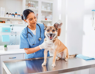 Veterinarian Examining Dog During Routine Health Checkup