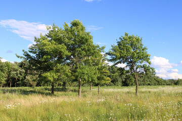 Obraz premium Pin oaks grove in a wildflower meadow with cumulus clouds at Linne Woods in Morton Grove, Illinois