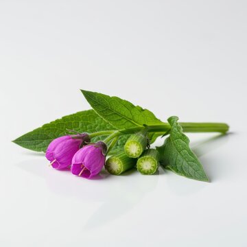 Fresh comfrey plant parts, useful for herbal medicine and natural healing, isolated on a bright white background, white background, ingredient, green