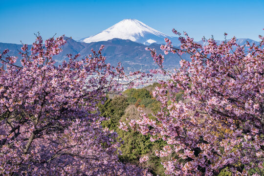 里桜 里桜」の写真素材 | 4,894件の無料イラスト画像 | Adobe Stock