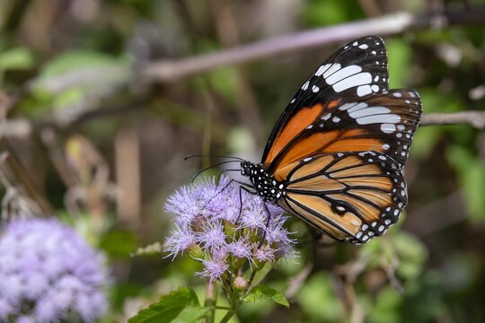Plain Tiger Butterfly Feeding on Purple Flower with Soft Focus Foliage Background