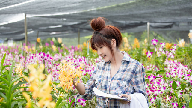 Happy woman examines vibrant collection of yellow and purple orchids within lush, shaded greenhouse; she sports cheerful plaid shirt while appreciating this beautiful floral display.