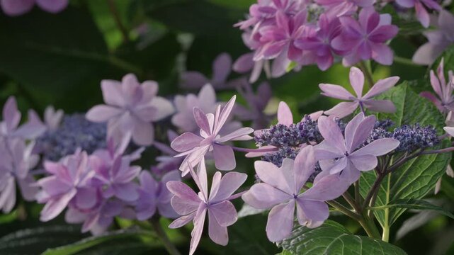 Tokyo,Japan - June 19, 2026: Closeup of Lacecap hydrangea illuminated with the Morning sun