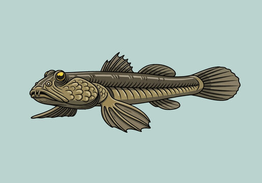 Vector illustration of a mudskipper fish showing amphibious anatomy with specialized fins, textured brown scales, and bulging eyes, isolated on a light neutral background.