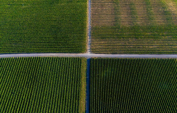 Napa, United States - 25 May 2026: Aerial view of lush green vineyards divided by dirt roads forming a cross pattern under soft sunlight.