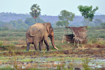 Fototapeta premium Elephant crossing the paddy field
