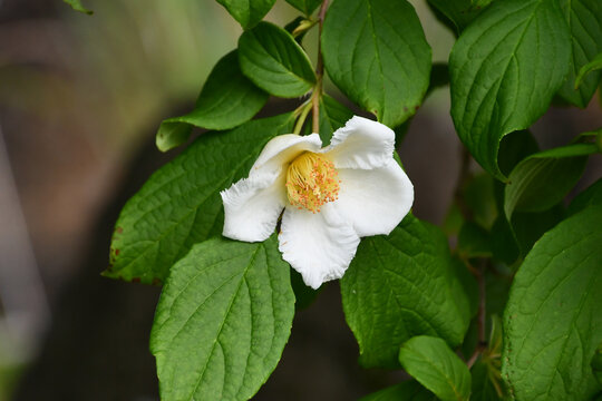 ナツツバキ（沙羅双樹の花）Japanese stewartia