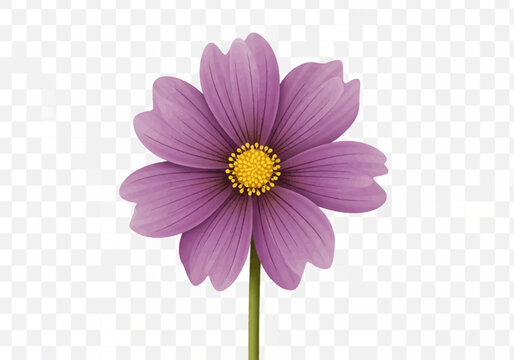 Single purple cosmos flower vector illustration with eight petals, yellow center, and green stem, isolated on transparent background for nature, garden, and botanical floral designs.