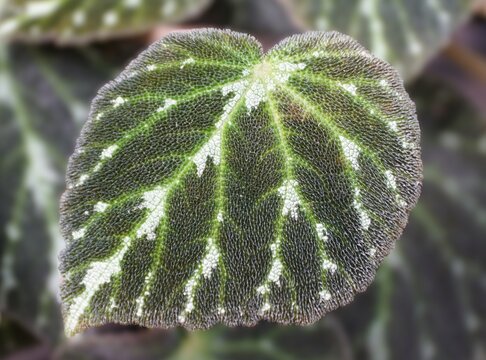 Velvety heart-shaped leaf of Begonia aff Emerald Jewel with fine hairs, green radiating veins, and irregular white patches between darker areas.