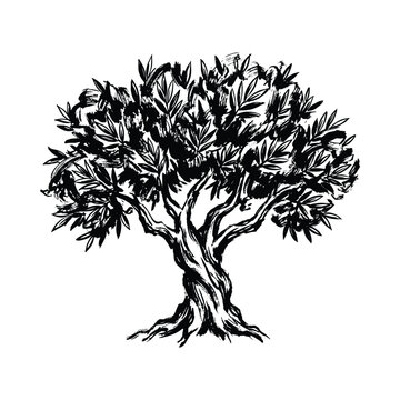 Ink drawing olive tree, black, white, isolated, transparent background