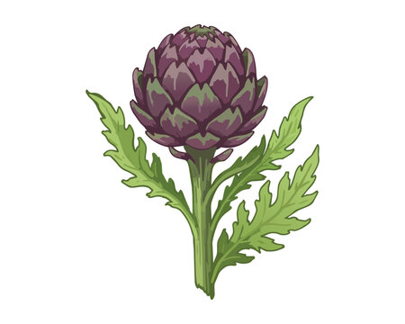 organic purple vegetable, artichoke thistle, garden plant art