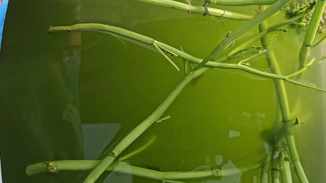 Guppy and balloon molly fish swimming in a freshwater tank with green water and floating plant stems