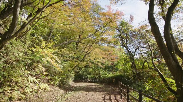 紅葉の名所 秋の鳴子峡の風景　Autumn scenery of Naruko Gorge, a famous spot for autumn foliage.