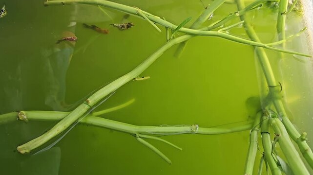 Several guppies and balloon mollies swimming actively in a green water pond with aquatic plant stems