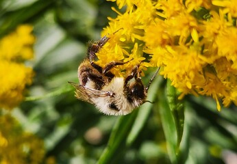 bee on a flower © Lesya