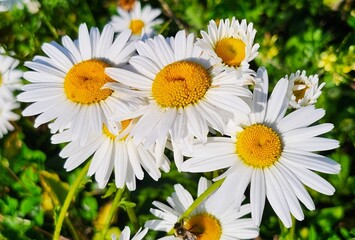 Fototapeta premium white daisies in a field