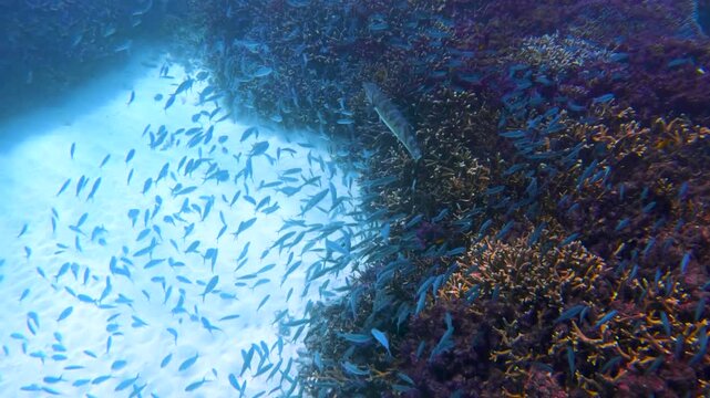 Slow motion video of a large barracuda swimming above the coral reef surrounded by hundreds of small baitfish in the clear tropical water of Lady Elliot Island, Queensland, Australia.