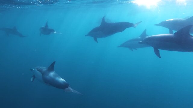 Slow motion video of a pod of common dolphins swimming through deep clear ocean water on the east coast of Australia, with several dolphins visible just below the surface.