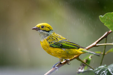 Fototapeta premium Silver-throated Tanager (Tangara icterocephala) perched on a wet branch in the rain, Costa Rica.