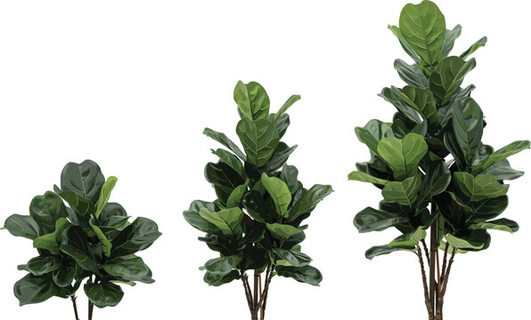 Fiddle leaf fig tree growth stages vector, ficus lyrata houseplant set for interior decoration design