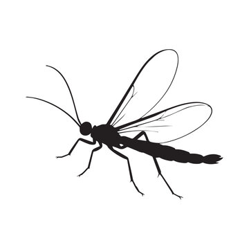 Black Silhouette Of A Damselfly Insect Isolated On Clear White Background.