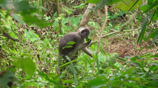 An adult grey leaf monkey (Trachypithecus obscurus), also known as the dusky langur or spectacled leaf monkey, feeds on fresh leaves in dense jungle vegetation in Thailand. 