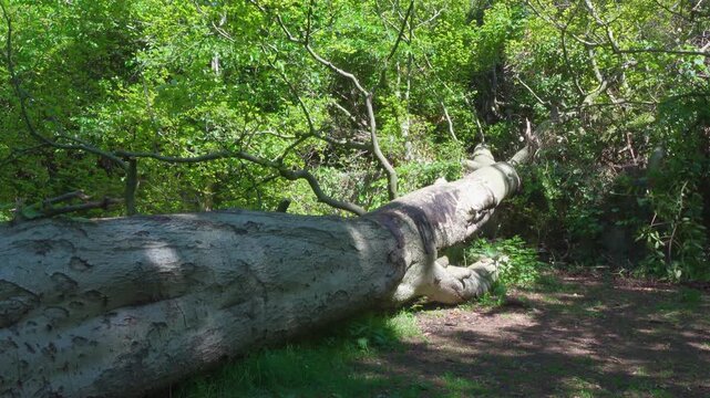 A slow, steady zoom out reveals a large fallen tree trunk resting on the floor of a dense, sunlit woodland in Ireland, with vibrant green foliage filling the background.