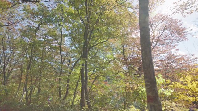 紅葉の名所 秋の鳴子峡の風景　Autumn scenery of Naruko Gorge, a famous spot for autumn foliage.