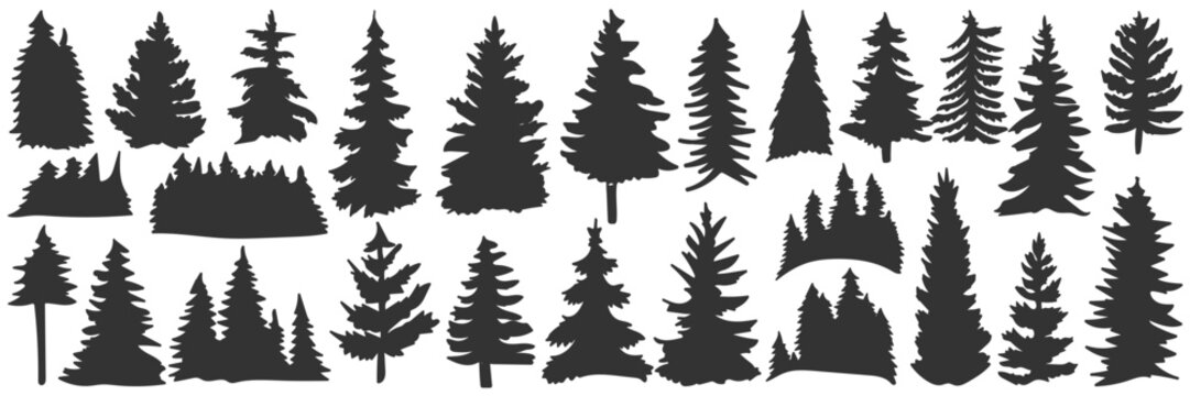 Pine Tree Silhouettes Collection: A striking compilation of various pine and fir tree silhouettes, presented in a dark monochrome style, offering a versatile design element for nature-themed projects.