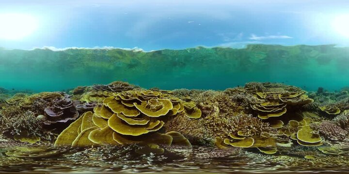 Tropical Seascape Underwater Life. Tropical underwater sea fish. 360VR Video.