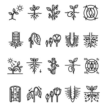 Plant growth stages and botany physiology grid. Flat black outlines of professional leaf stomata gas exchange and seedling germination elements isolated on white background.