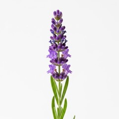 Obraz premium Purple lavender flower stem with blooming buds