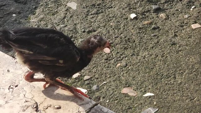 A young black chicken chick foraging and walking on a concrete surface outdoors in the sunlight