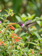 Obraz premium A hummingbird hovers in mid-air, feeding on a vibrant orange flower. The tiny bird has a distinctive pink throat patch and iridescent green feathers.