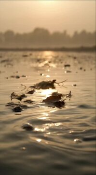 Cinematic flood water surface disaster background reflection at sunrise with golden light calm river mood and floating leaf foreground serene nature landscape art tranquil outdoor peaceful view