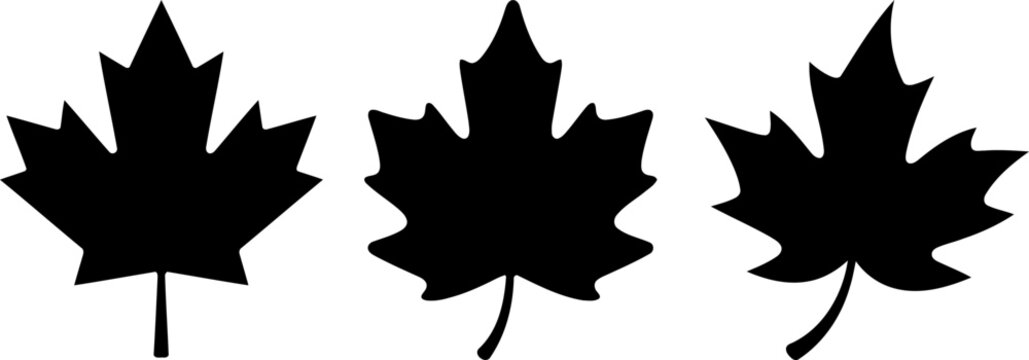 Three black maple leaf silhouettes for autumn design elements