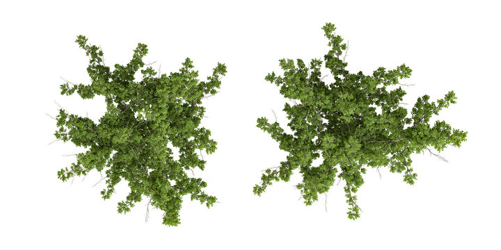 Top View Green Bushes and Shrubs Plan View Cutout