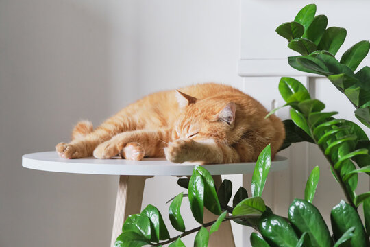 Ginger cat sleeping on modern minimalist table next to green houseplant