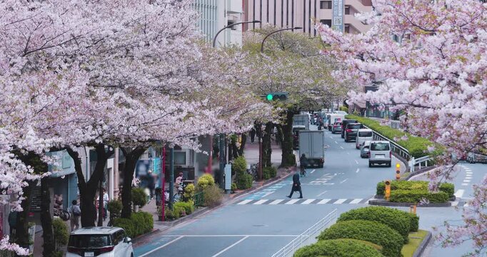 A cityscape of traffic jam at cherry street Tokyo in spring telephoto shot