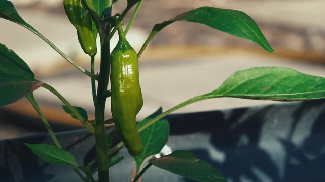 Green shishito pepper grows on a backyard plant