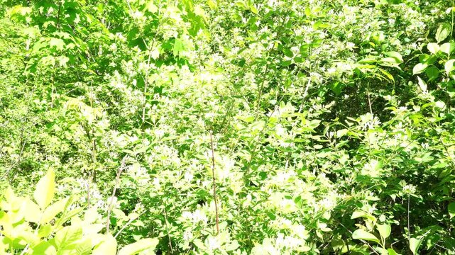 Lush green foliage with small white flowers under bright sunlight, creating a dense natural background
