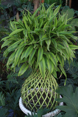 Fototapeta premium Lucky Bamboo, Dracaena sanderiana Braided Tower plant on pot