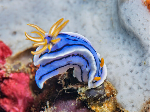 Vivid blue Chromodoris lochi nudibranch crawling on a coral reef in Anilao Philippines