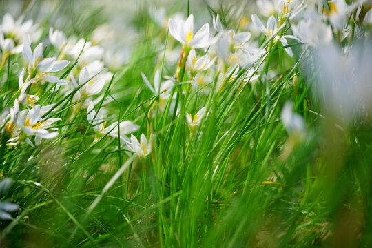A cluster of Lycoris radiata