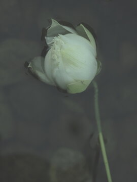 lotus