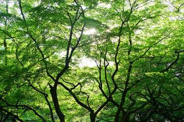 Fototapeta premium 新緑の風景
