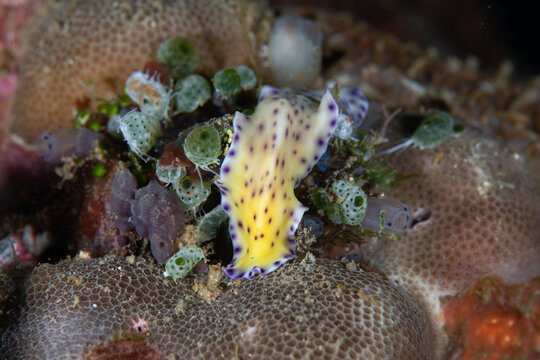 Purple-spotted flatworm crawling over coral reef habitat in Anilao Philippines
