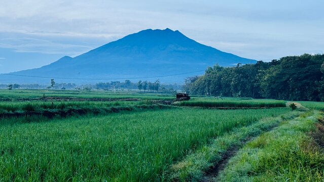 Scene lawu mountain and gren rice field in the morning 